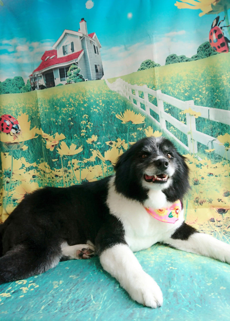 ボーダーのチェリーちゃん トリミングコース