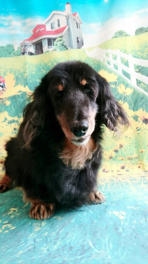 ダックスのレオちゃん シャンプーコース