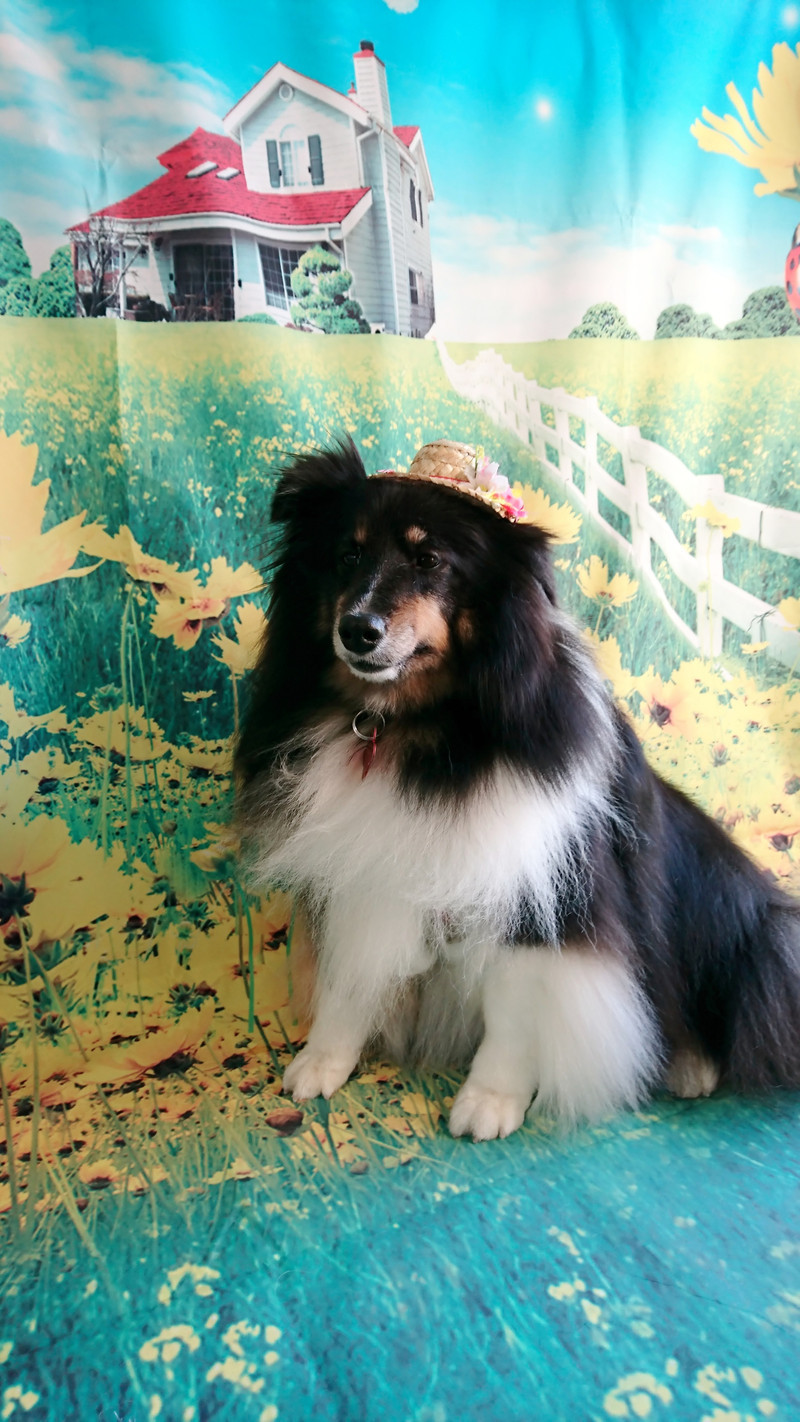 シェルティのロビンちゃん グルーミングコース たんさんせん