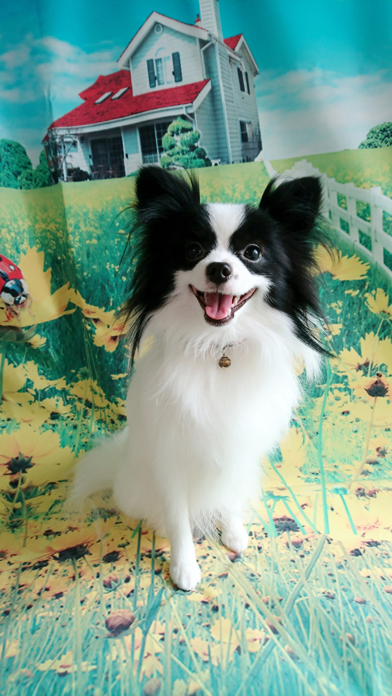 パピヨン×ポメラニアンのステラちゃん グルーミングコース 部分カット