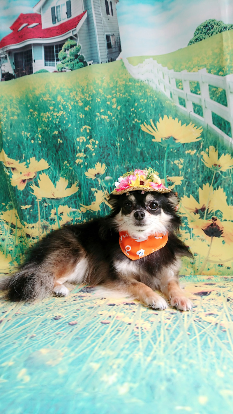 チワワのココアちゃん グルーミングコース