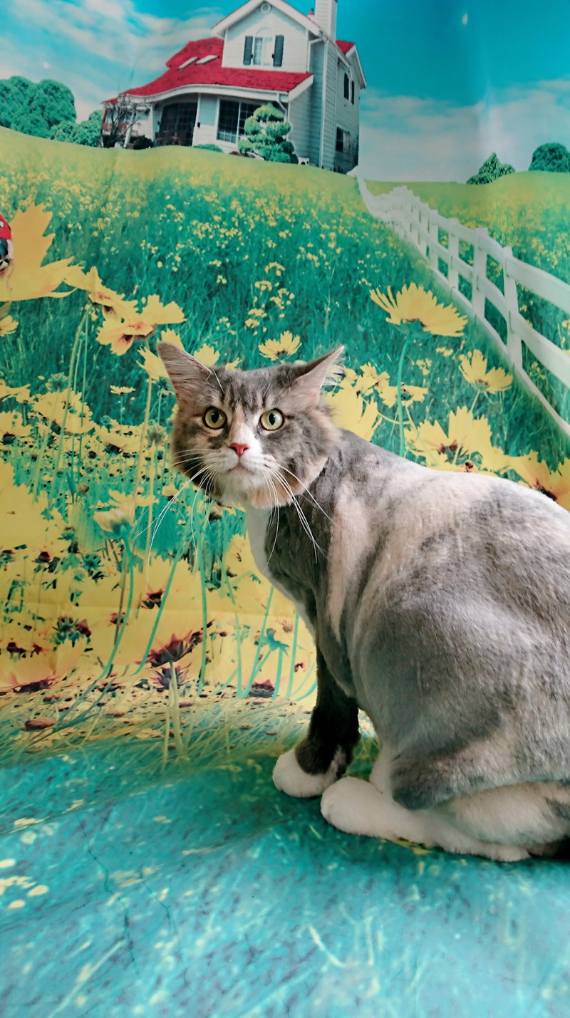 猫のぽちゃちゃん トリミングコース