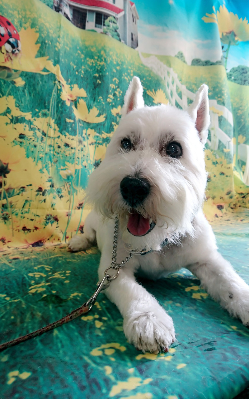 ウェスティのチロちゃん トリミングコース