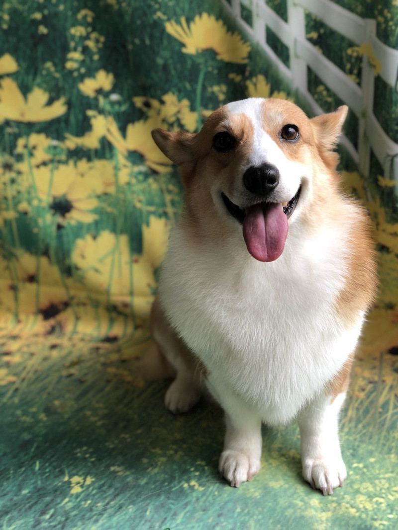 コーギーのサスケちゃん&つくしちゃん グルーミングコース デンタル