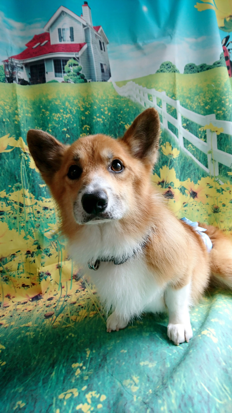 コーギーのサスケちゃん&つくしちゃん グルーミングコース デンタル