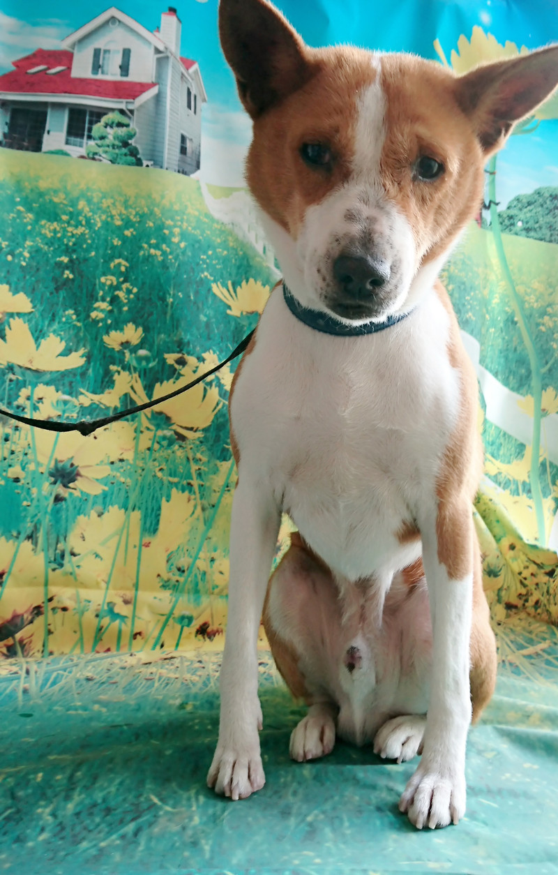 バセンジーのカーネルちゃん グルーミングコース