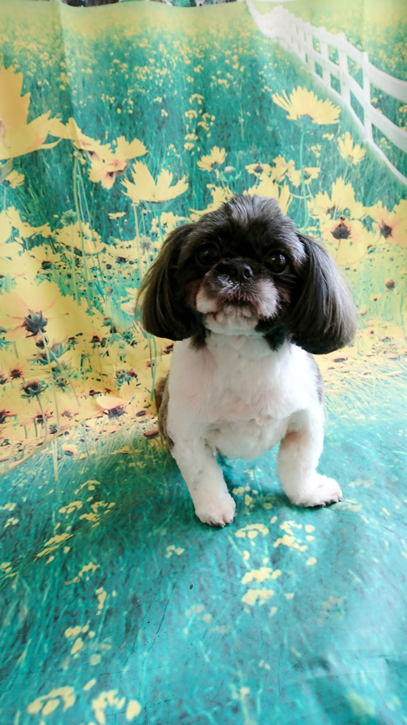 シーズーのナナちゃん トリミングコース