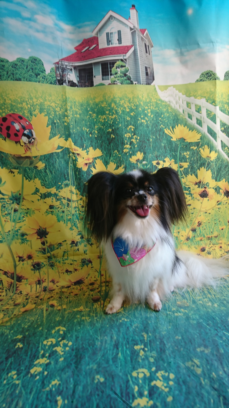 パピヨンのアニーちゃん グルーミングコース