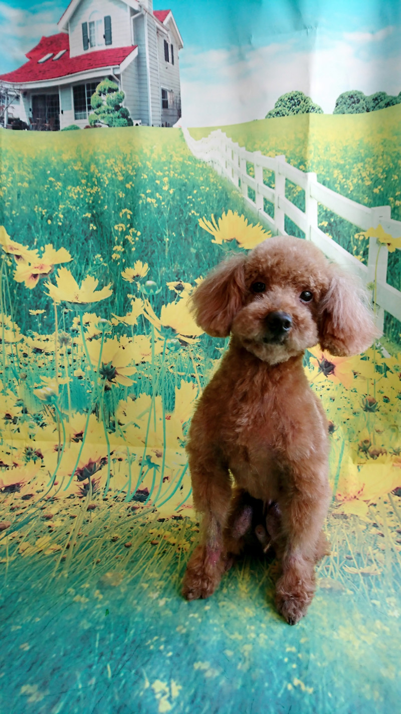 プードルのアルフちゃん トリミングコース