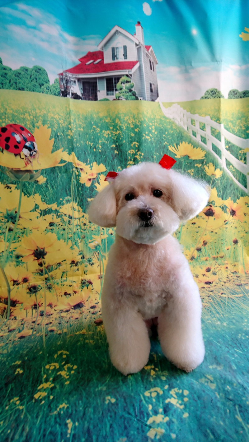 プードルのクレアちゃん トリミングコース