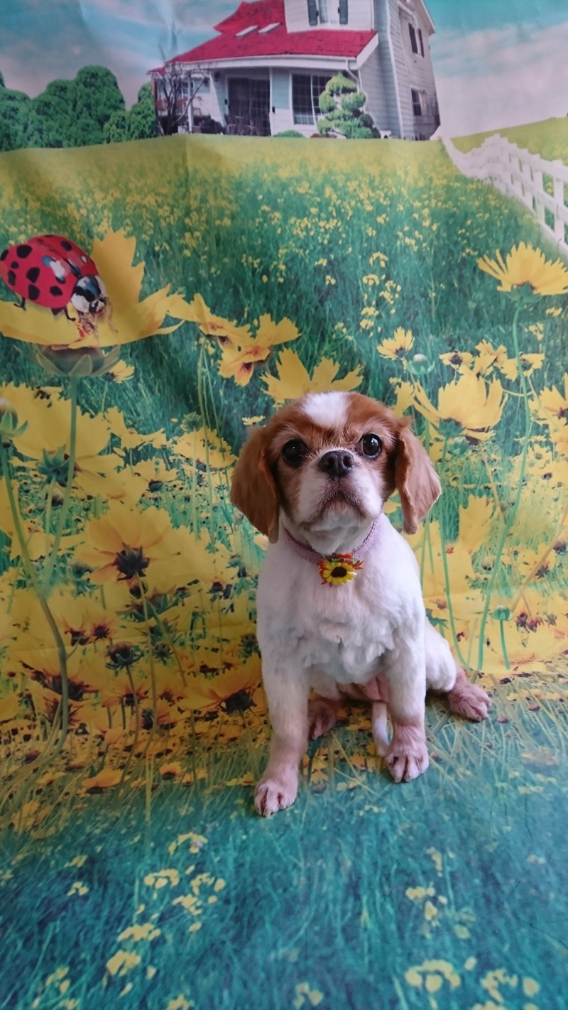 キャバリアのラテちゃん トリミングコース