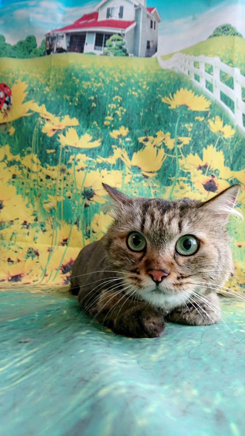 猫のレオンちゃん&紫苑ちゃん トリミングコース