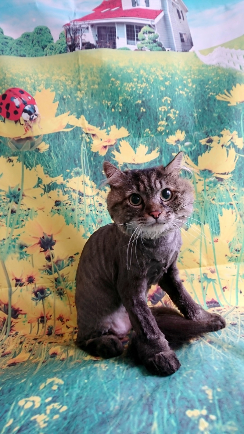 猫のレオンちゃん&紫苑ちゃん トリミングコース