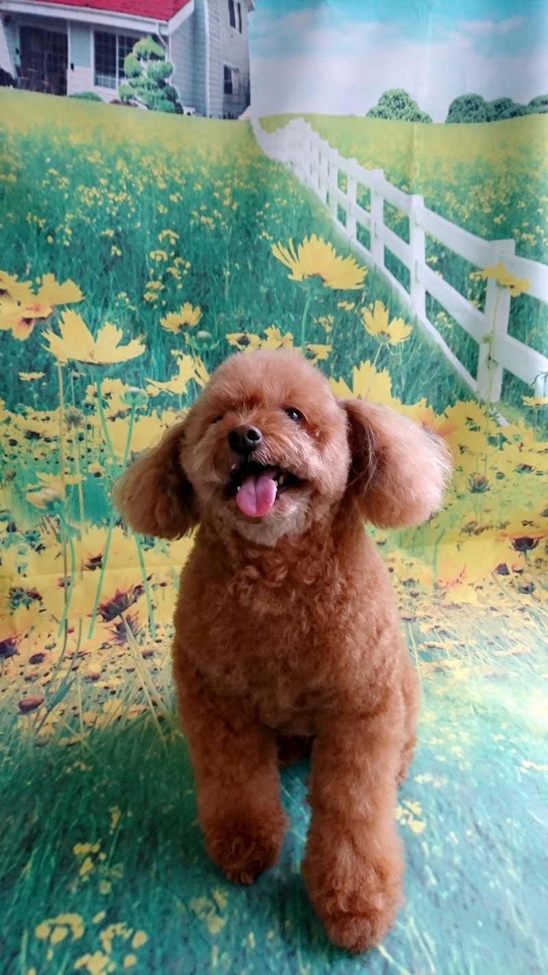 プードルのハルちゃん シャンプーコース