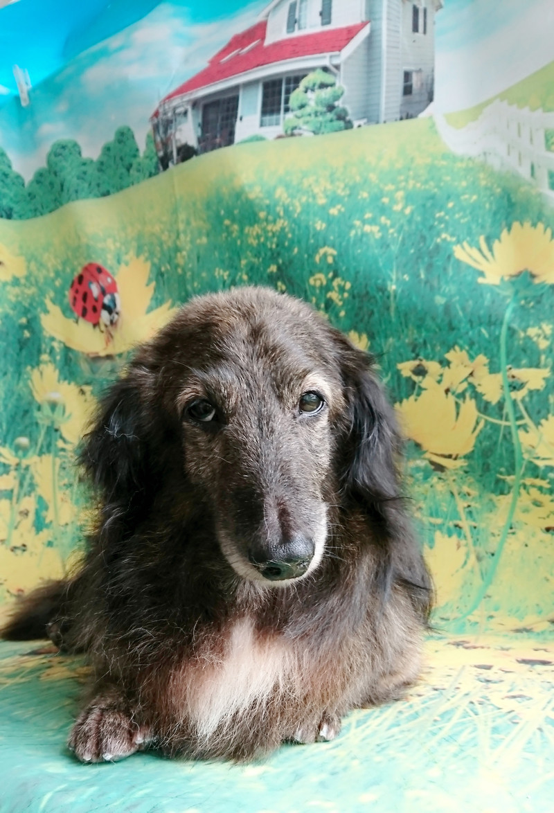 ダックスのマイロちゃん グルーミングコース