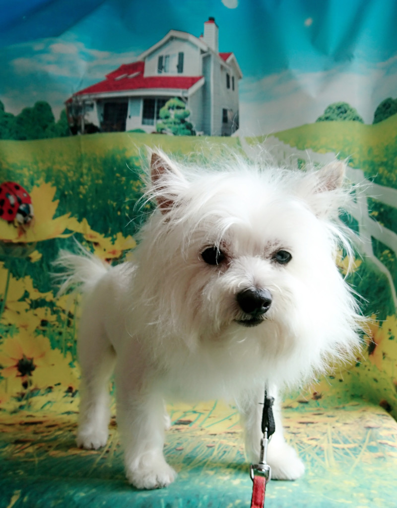 MIXのモコちゃん トリミングコース