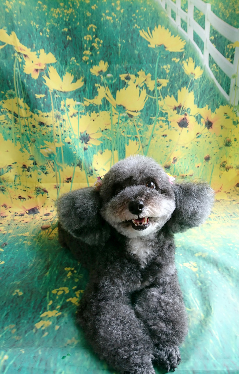 プードルのビビアンちゃん＆ココちゃん グルーミングコース お顔のカット デンタル