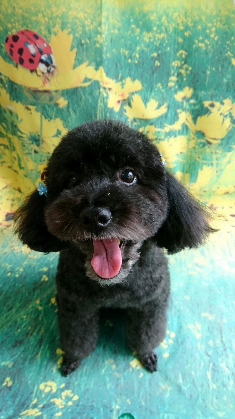 プードルのビビアンちゃん＆ココちゃん グルーミングコース お顔のカット デンタル