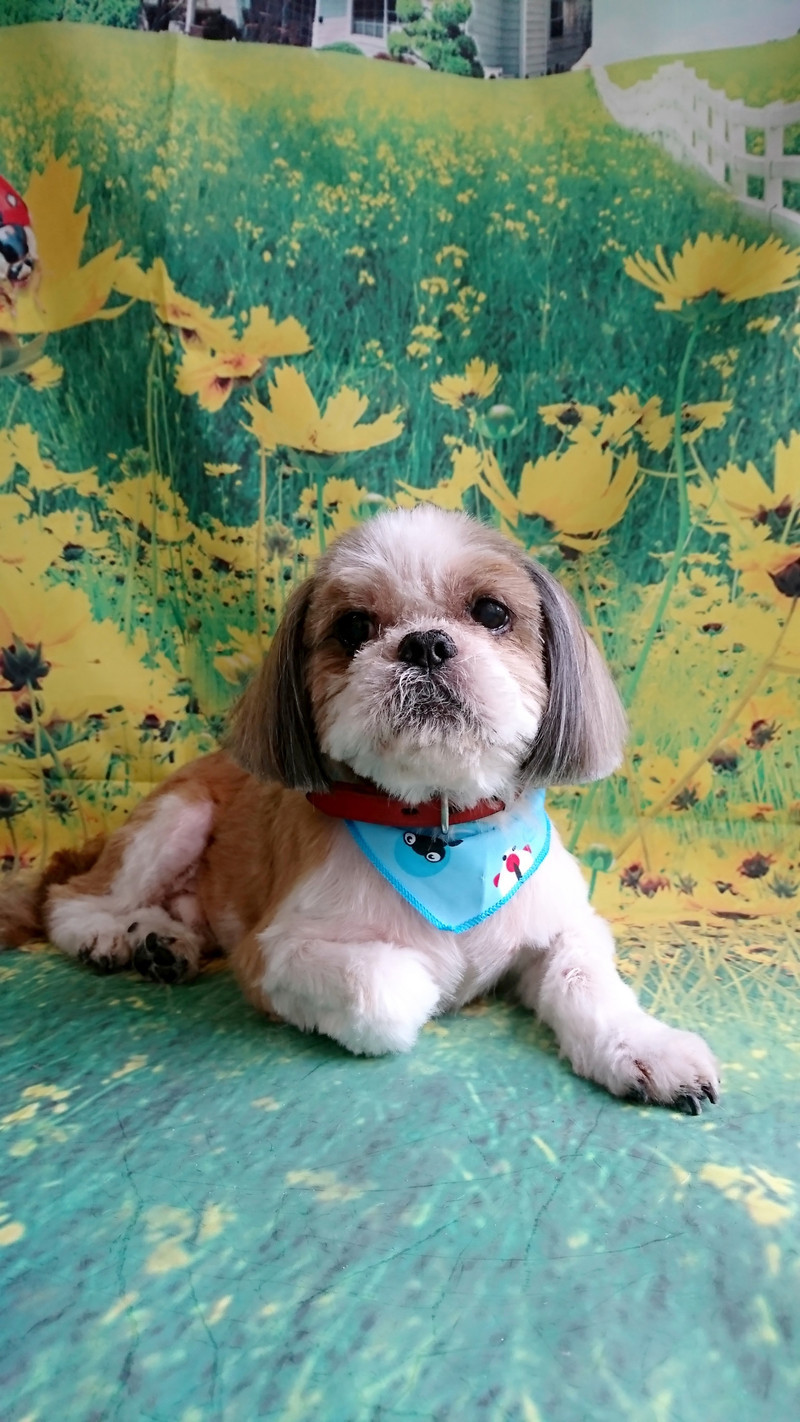 シーズーのちゃちゃ丸ちゃん トリミングコース