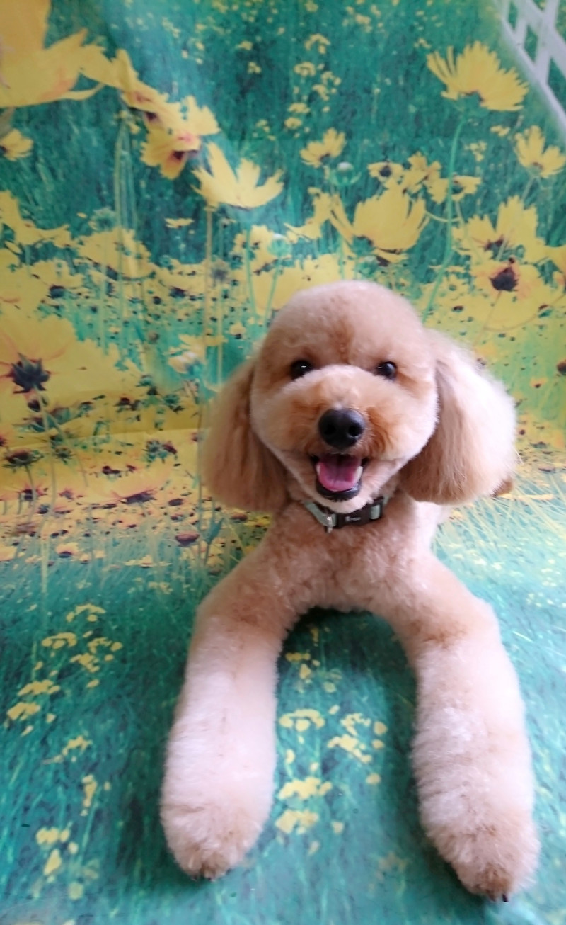 プードルのフクちゃん トリミングコース