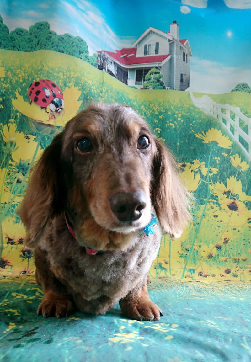 ダックスのれんちゃん トリミングコース