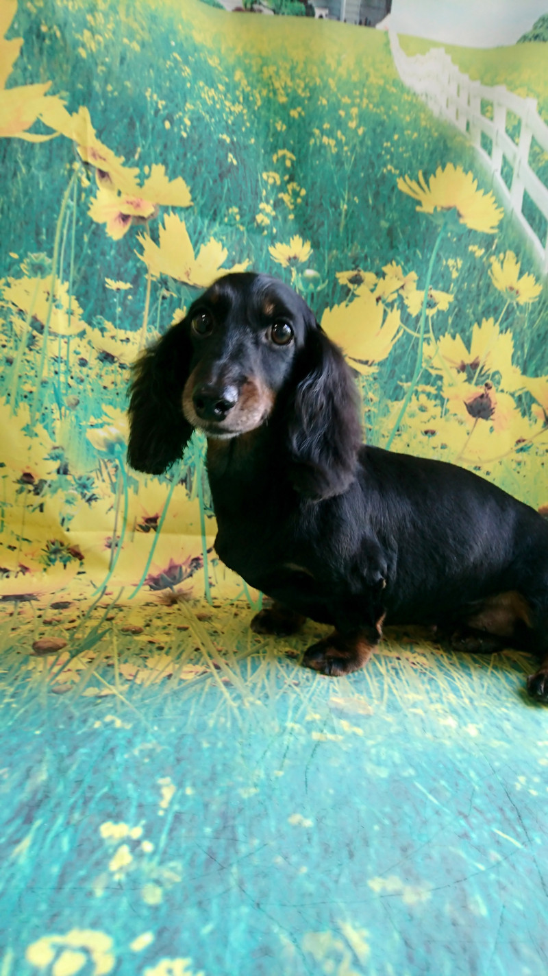 ダックスのすももちゃん トリミングコース デンタル