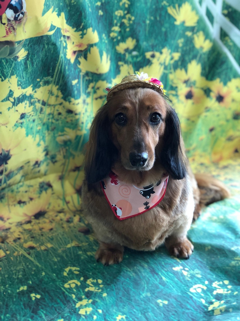 ダックスフンド メルちゃん トリミングコース