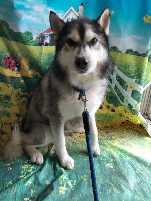 ハスキー ハッピーちゃん シャンプーコース