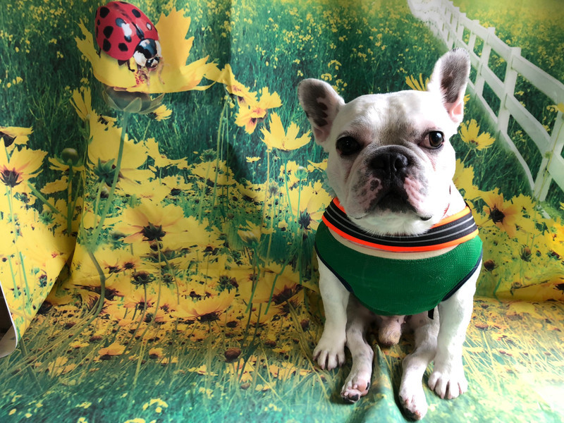 フレンチブルドッグ ハジメちゃん グルーミングコース