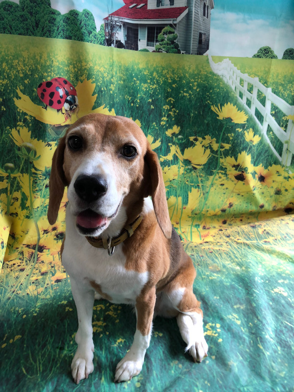 ビーグル 妹子ちゃん グルーミングコース