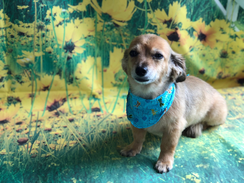 MIX うなぎちゃん シャンプーコース