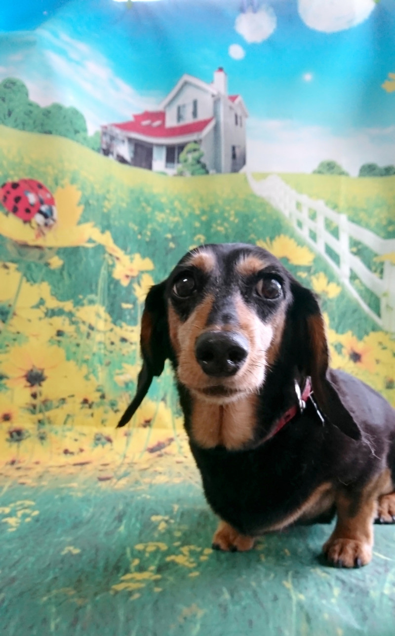 ダックスのりくちゃん シャンプーコース