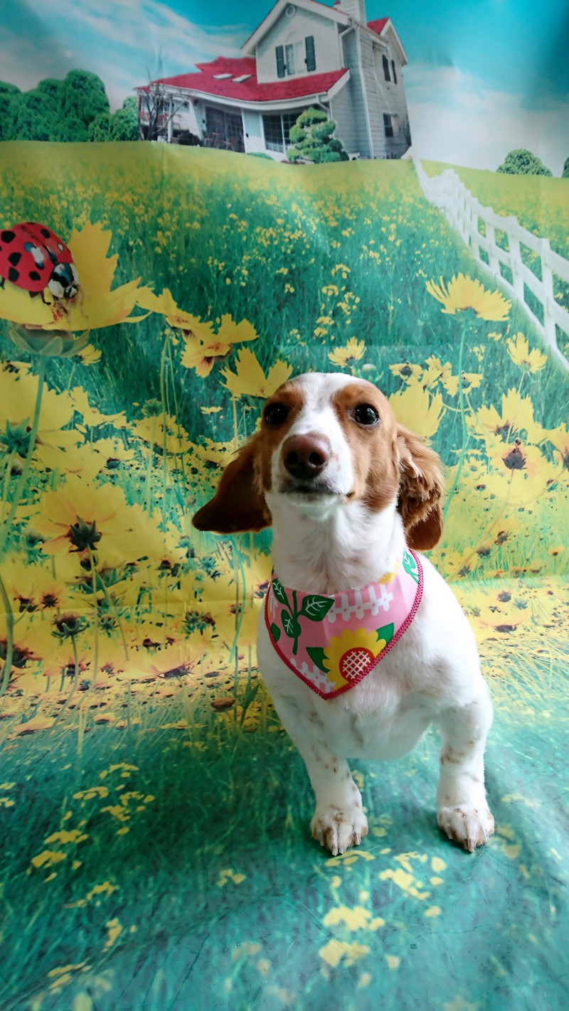 ダックスのひまわりちゃん トリミングコース