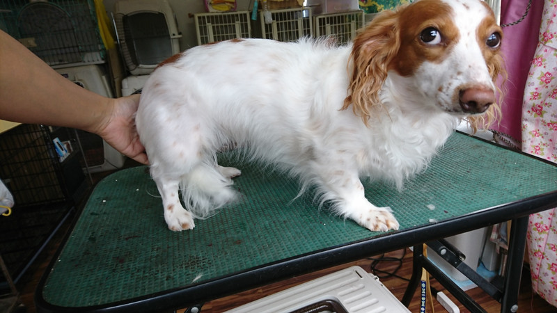 ダックスのひまわりちゃん トリミングコース