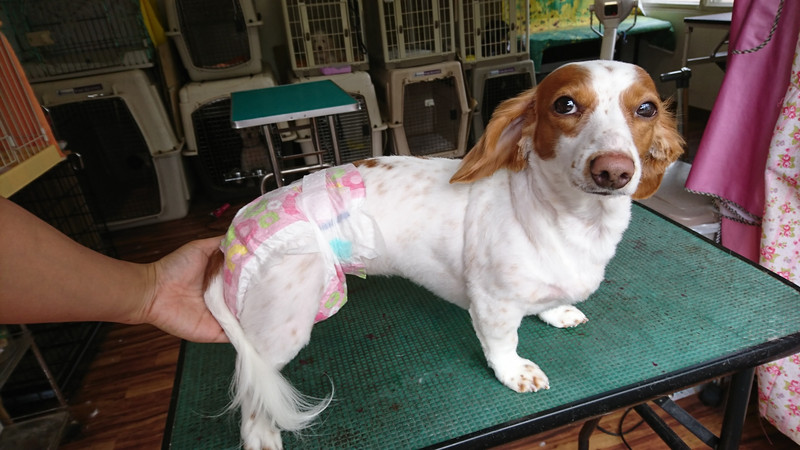 ダックスのひまわりちゃん トリミングコース