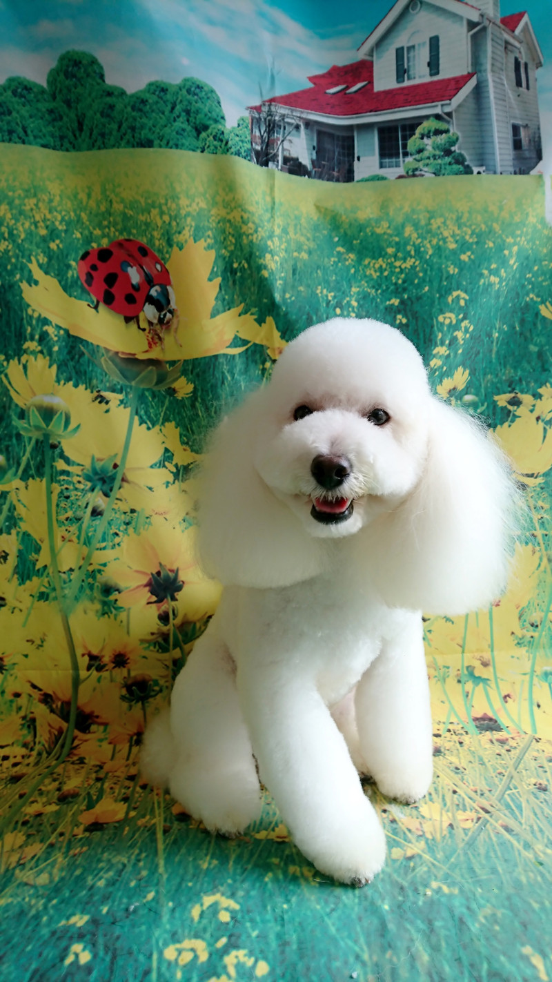 プードルの詩乃ちゃん トリミングコース