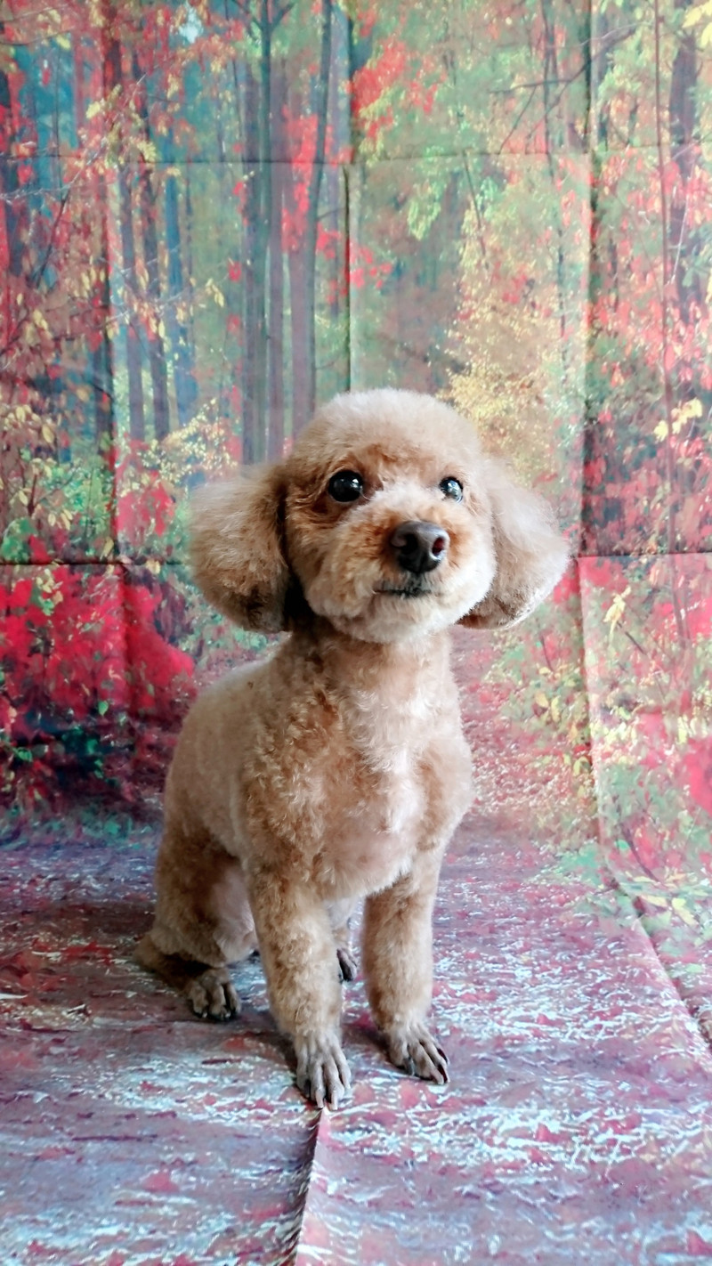 プードルのアンコちゃん トリミングコース