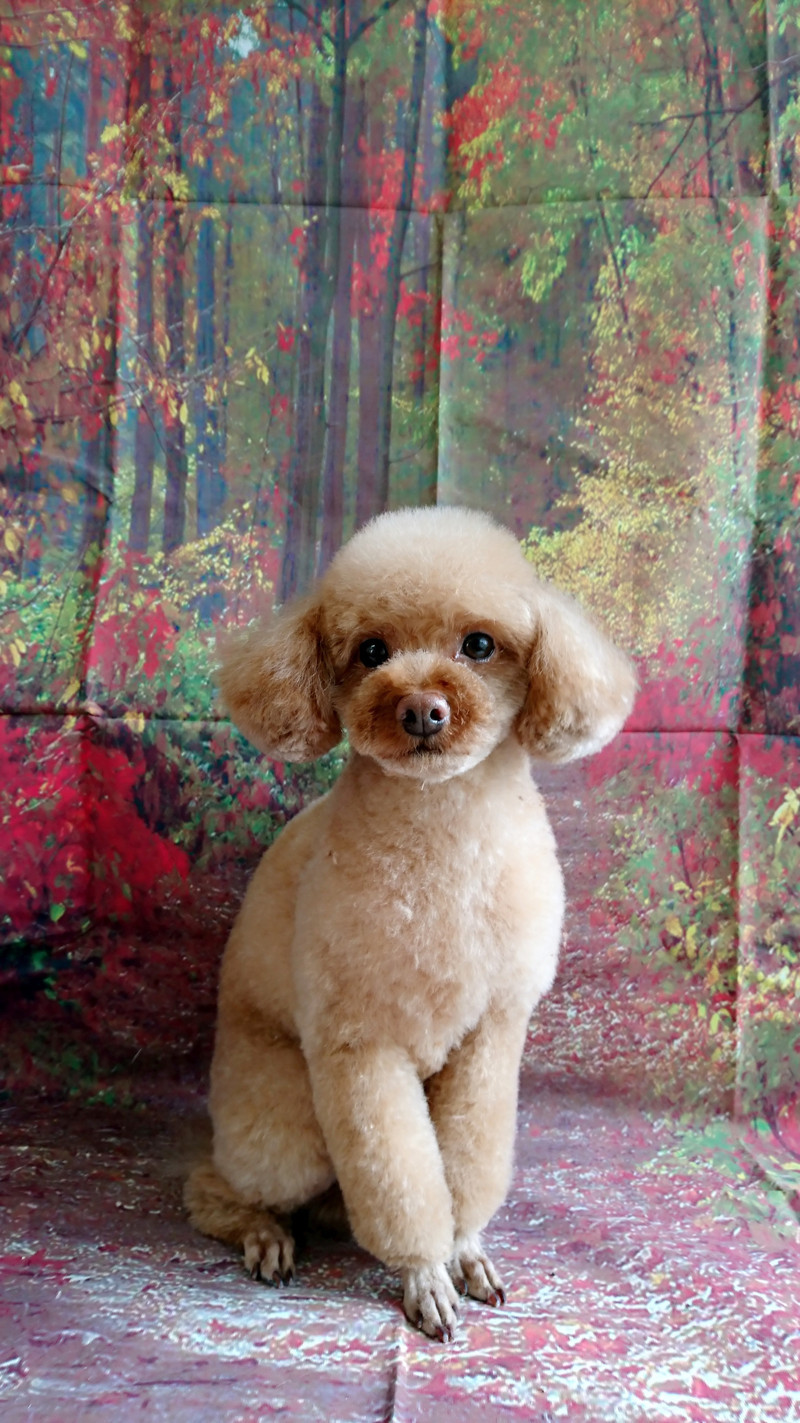 プードルのジョンちゃん トリミングコース デンタル