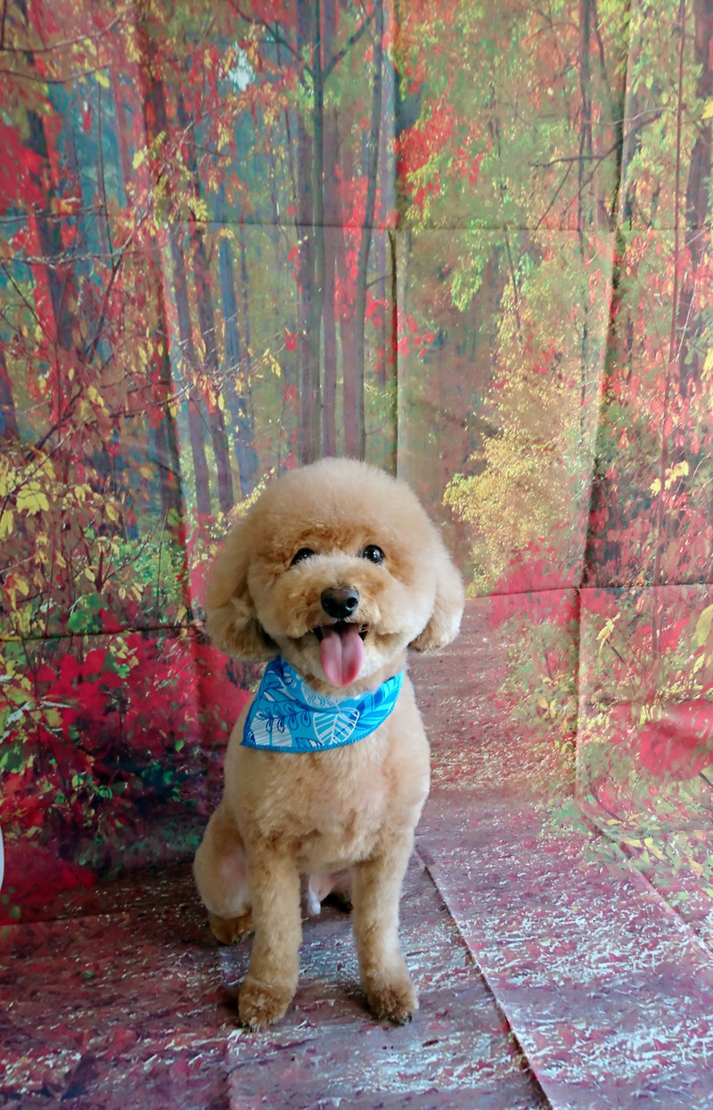 プードルのハルちゃん トリミングコース