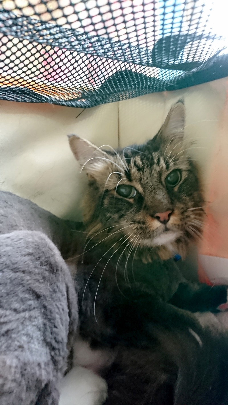 猫のカンタロウちゃん トリミングコース