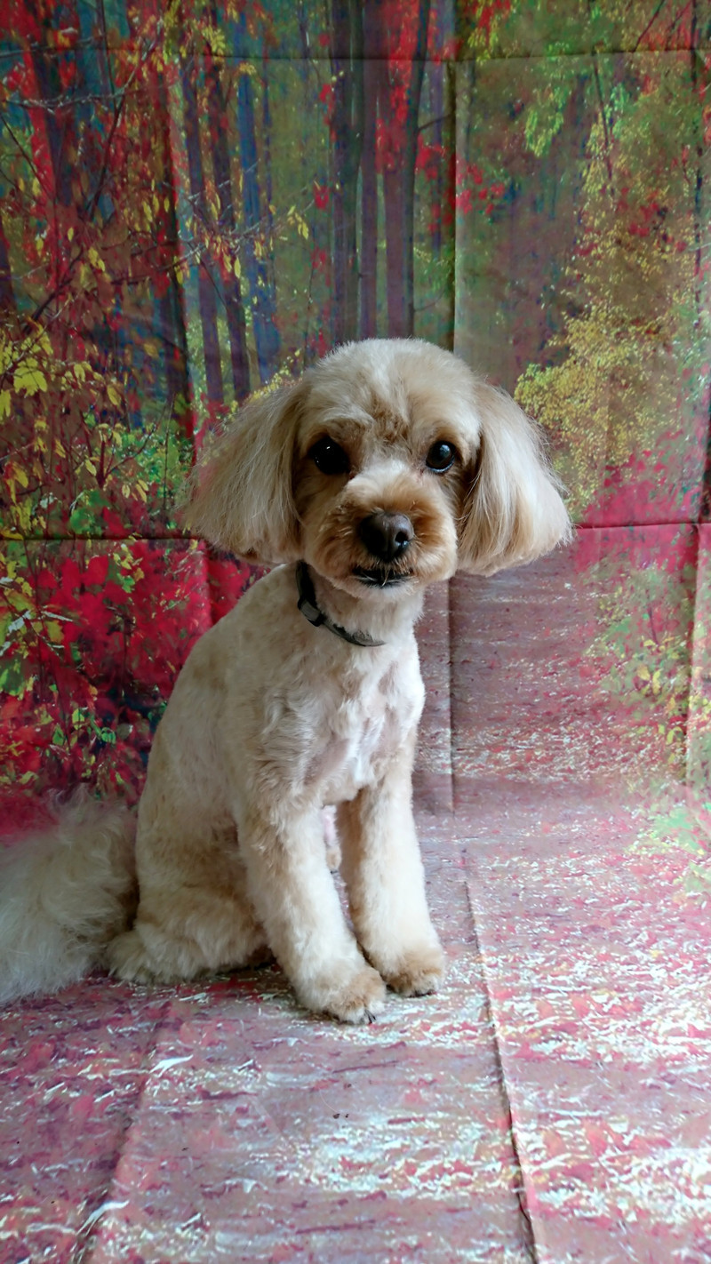 ポメラニアン×プードルのトイちゃん トリミングコース デンタル