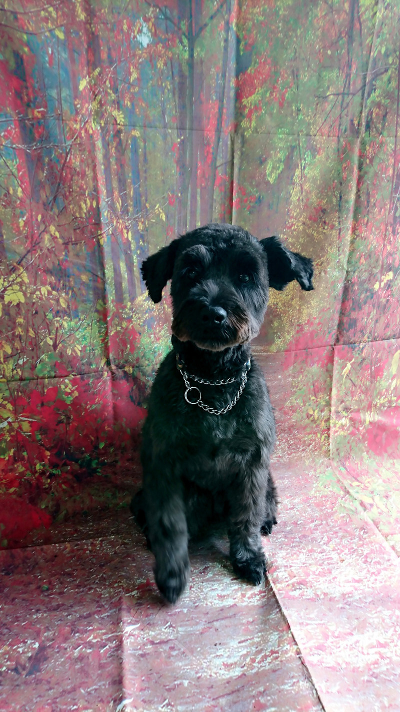 シュナウザーのあんこちゃん グルーミングコース お顔のカット