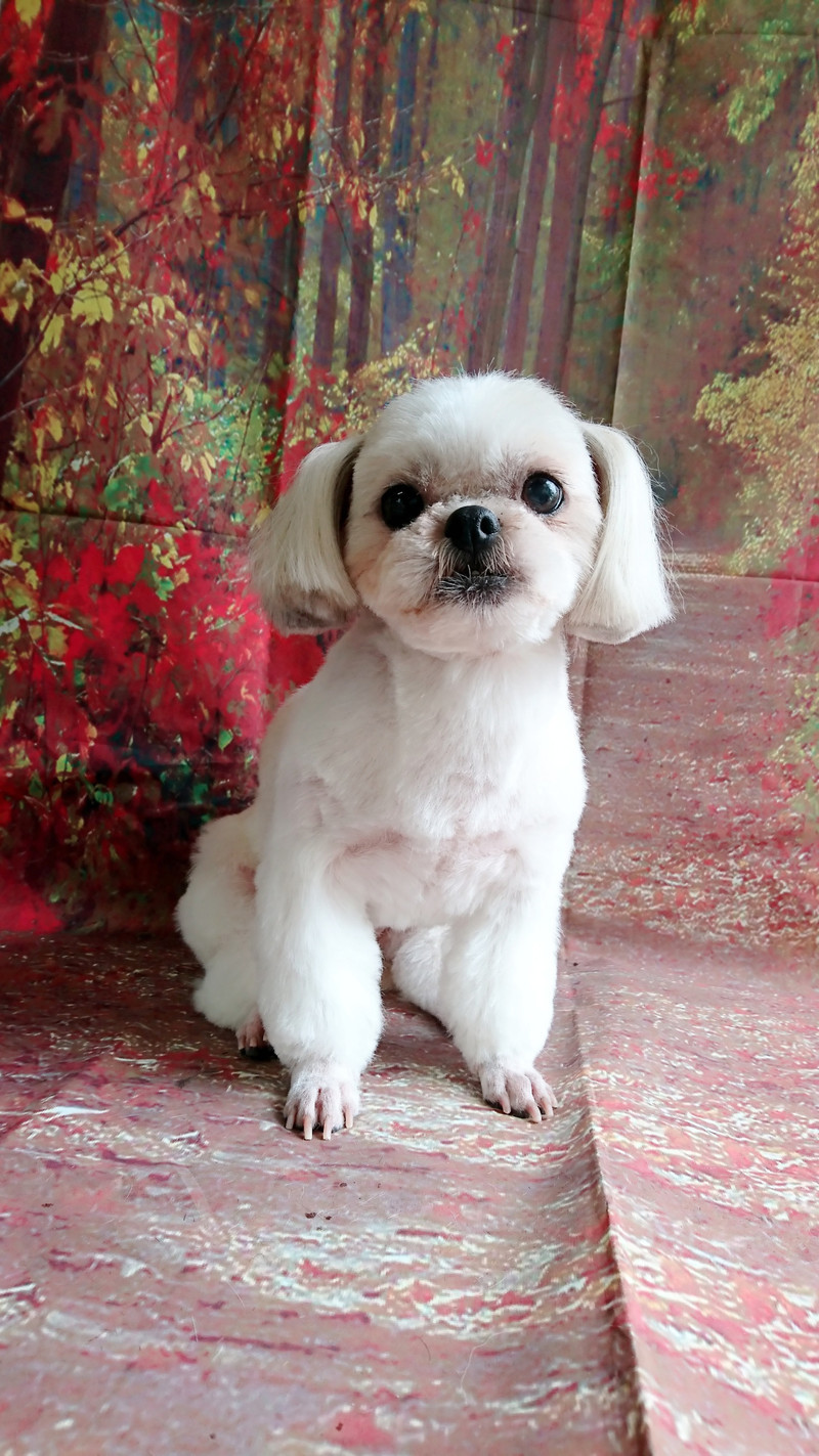 シーズーのシーちゃん&プードルのベイリーちゃん トリミングコース