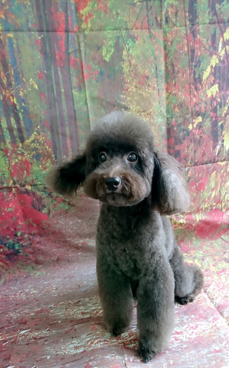 シーズーのシーちゃん&プードルのベイリーちゃん トリミングコース