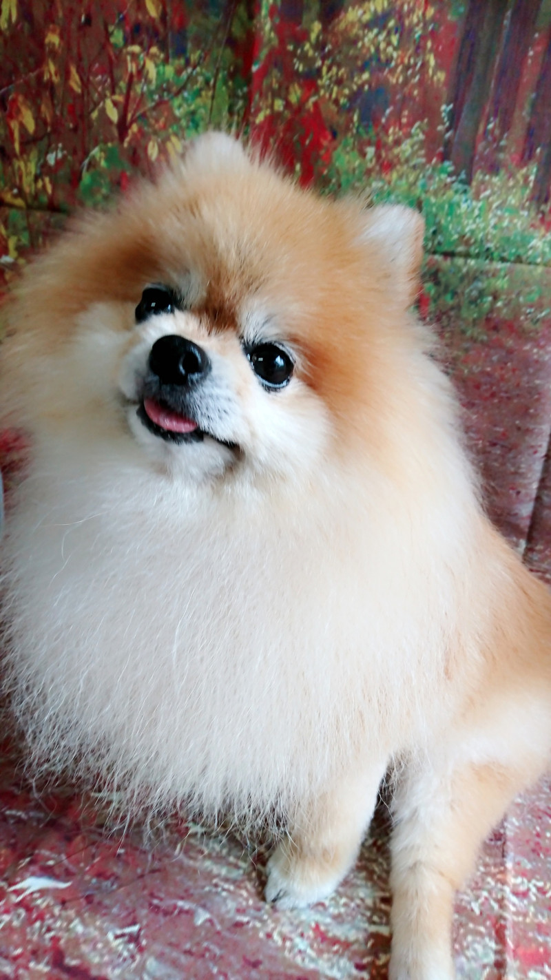 ポメラニアンのラブちゃん&プータちゃん グルーミングコース 部分カット デンタル