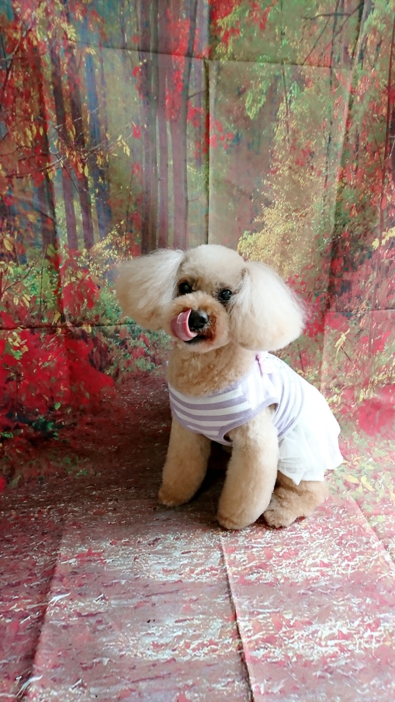 プードルのノルドちゃん トリミングコース デンタル