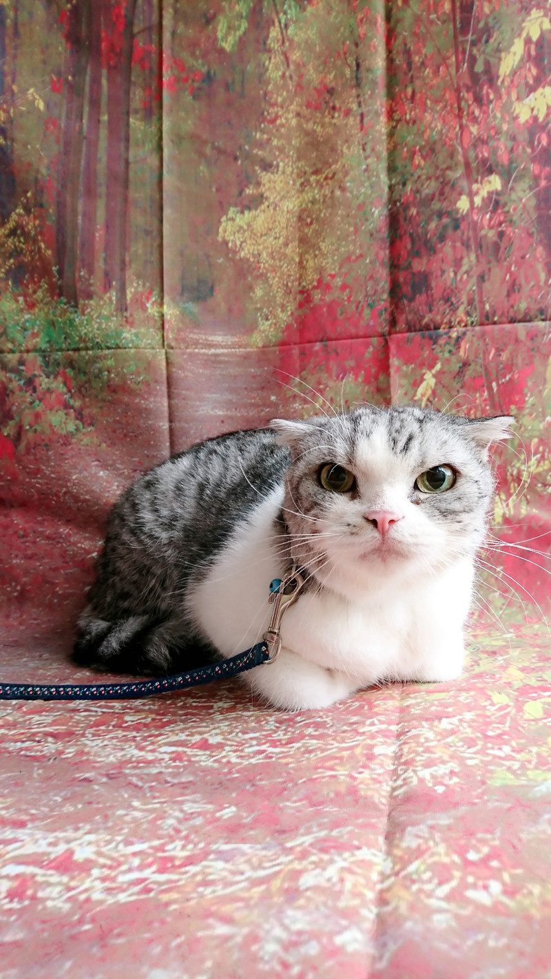 スコティッシュのチャミちゃん&チャオちゃん シャンプーコース お爪切り お耳掃除