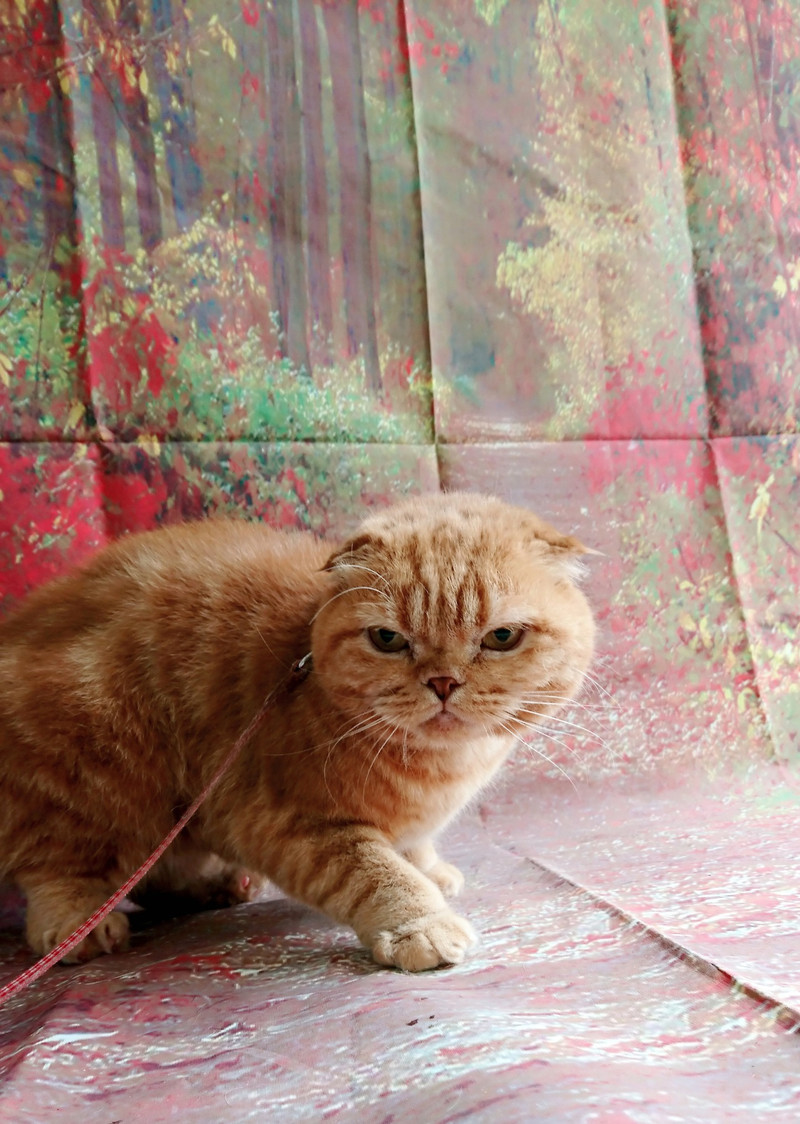 スコティッシュのチャミちゃん&チャオちゃん シャンプーコース お爪切り お耳掃除