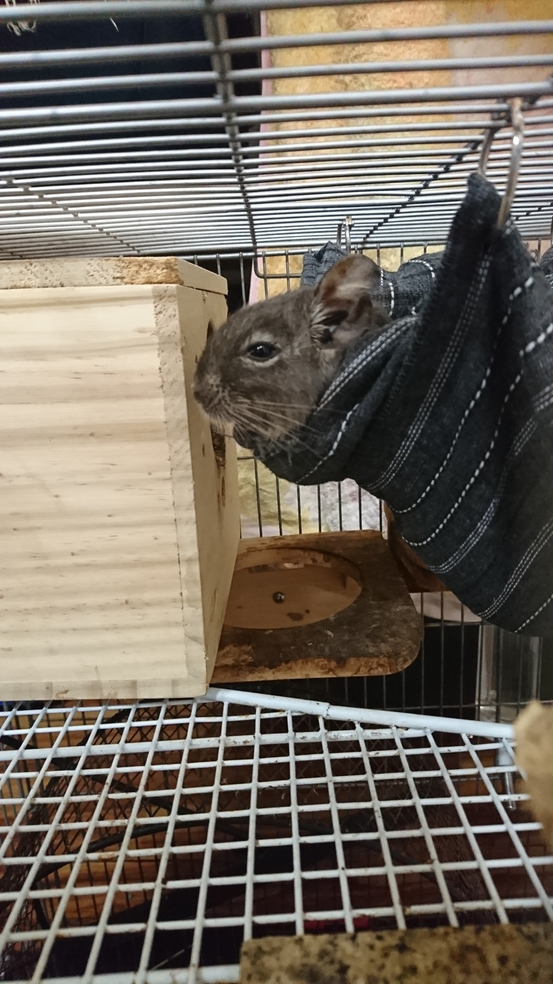 デグーのもんちゃん お泊まりの様子