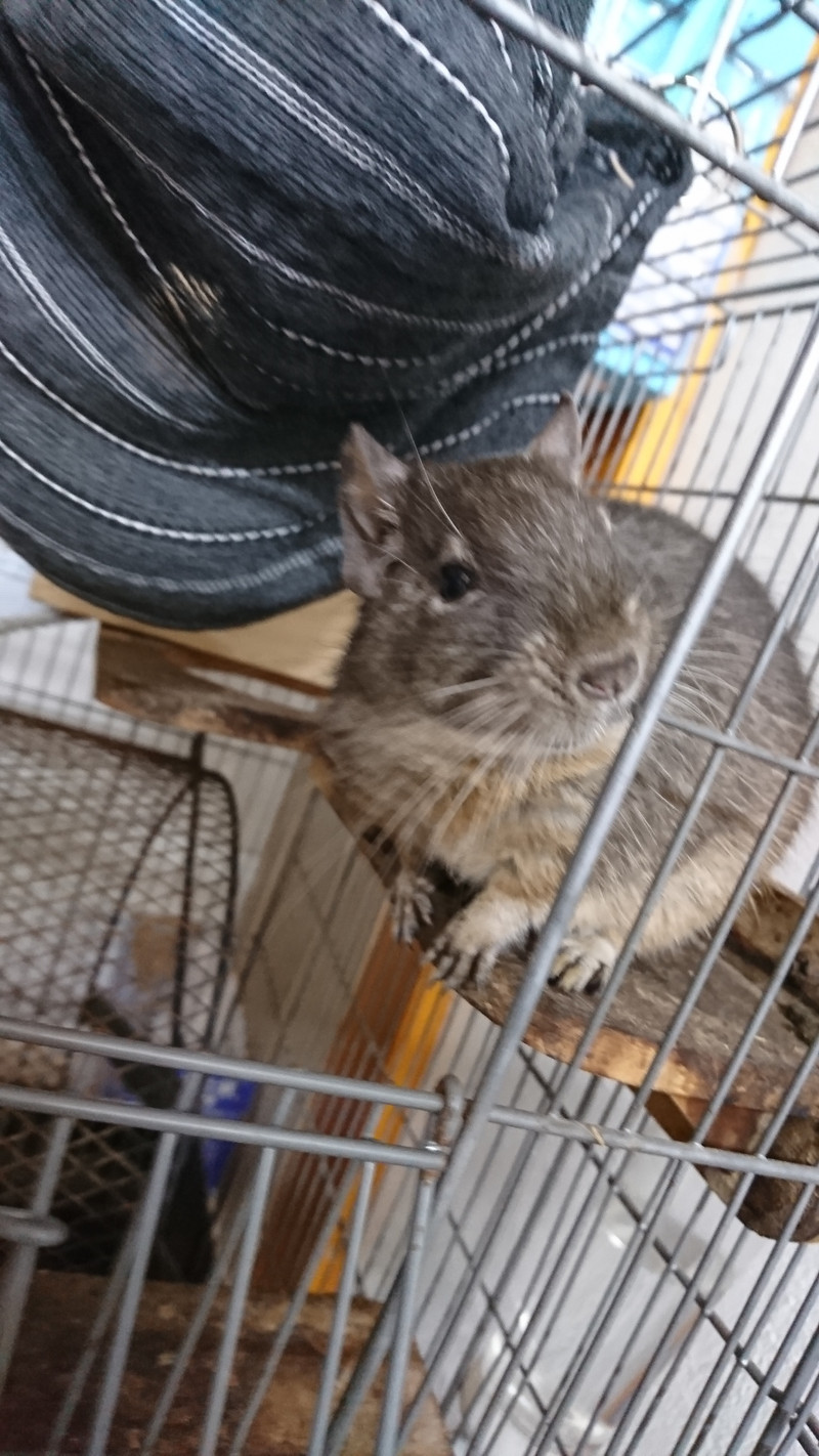 デグーのもんちゃん お泊まりの様子